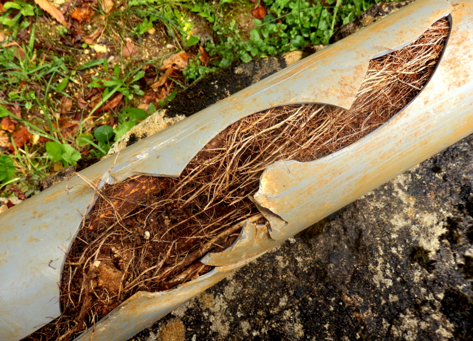 How to Prevent Tree Roots from Damaging Your Sewer Line: Tips from a Sewer Line Rodding Contractor in Wilmette, Illinois